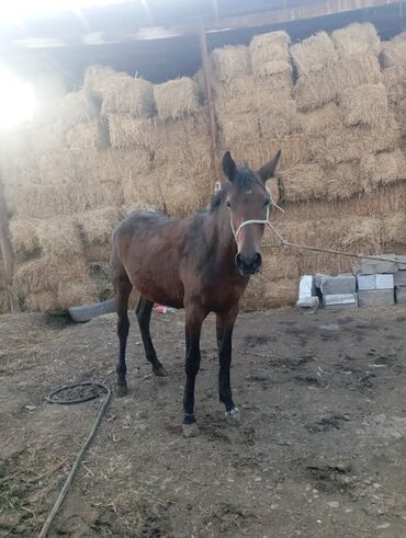 Лошади, кони: Продаю | Жеребец | Для разведения, Рабочий | Племенные — 10