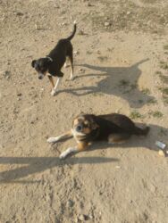 İtlər: 1 ay, Dişi, Ünvandan götürmə — 7