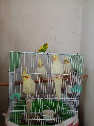 Popuqay biri 30 manat erkəy və dişi var qab qarşq verilir