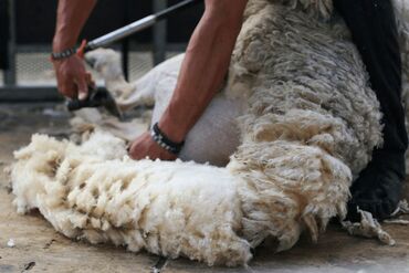 Товары и оборудование для с/х животных: Продаю Меринос шерсть