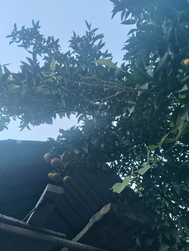 Divan və kreslo dəstləri: Yeni, Divan, 2 kreslo -da lalafo.az — 29 Divan və kreslo dəstləri: Yeni, Divan, 2 kreslo — 29