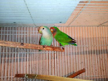 Digər quşlar: Nerazlucnik fişer ayrilmazlar maskvıy deyillər cütdu satılır hazır — 6