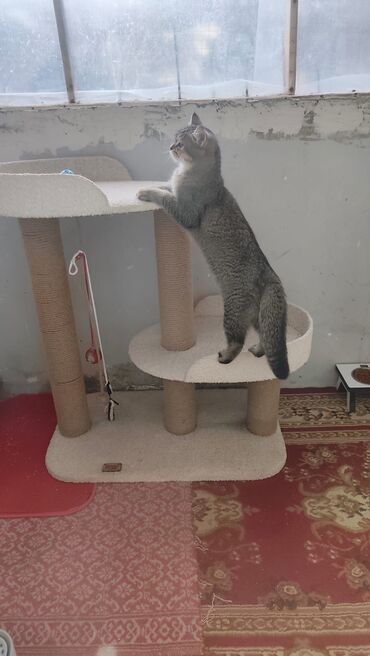 Yuvalar: Bir pisiye aid olan butun esyalar satilir yemek qabi qum qabi boyuk — 13