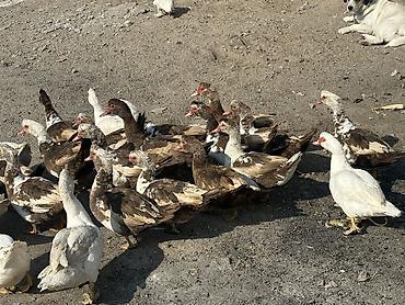 Птицы: Индоутки 24 головы 
2 самца и 22 самки — 10