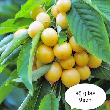 Toxumlar: Килемейве. Тинклери. Сатылыр. Чатдырыма. Вар. Вотсапп -da lalafo.az — 8 Toxumlar: Килемейве. Тинклери. Сатылыр. Чатдырыма. Вар. Вотсапп — 8