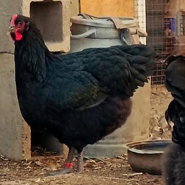 Птицы: Джерсийский гигант жумурткага жана жөжөлөргө заказ алабыз — 6