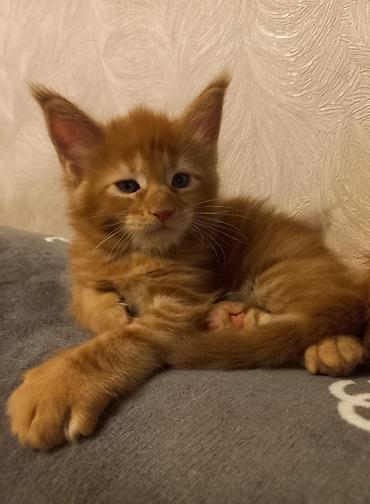 Продажа кошек: 🐾🐈Предлагаются к ранней брони очаровательные котята мейн-кун — 4
