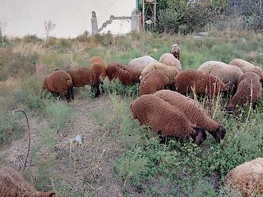 it satisi baki: Dişi, Qala, il: 1, 50 kq, Damazlıq — 7