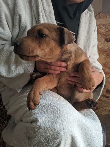 Отдам даром собаку: Щенки метисы, короткошёрстные, среднего предполагаемого размера. Окрас — 2