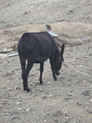 Eşşəklər: 4 erkək 2 dişi eşək satılır ən böyünün yaşı 4-dü qiyməti 550 manatdır — 10