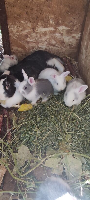 купить клетку для декоративного кролика бу: Сатам | Коендун бөжөктөрү | Француз кочкору | Көбөйтүү үчүн