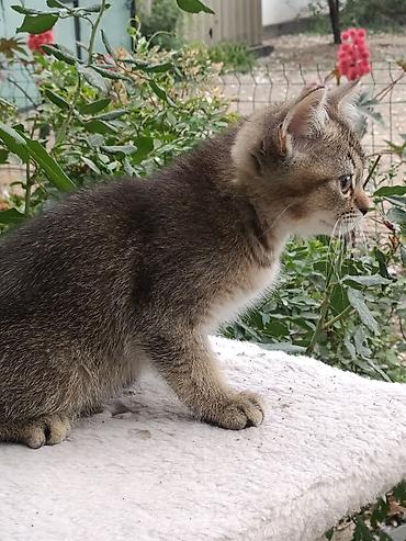 где можно купить кошку в бишкеке: Скотиш Страйт (Шотландская прямоухая), 2 месяца, Мальчик, Золотая шиншилла, Приучена к лотку, Проглистована — 7