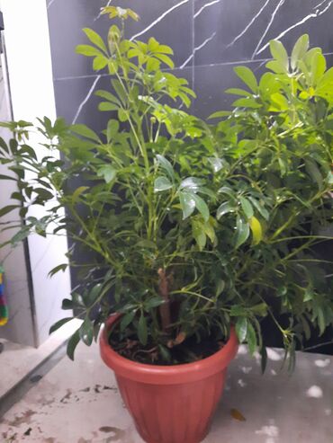уход за садом: Шеффлера (Schefflera arboricola). - Кустовая форма с множеством
