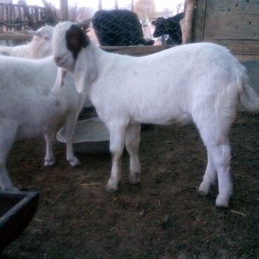 Козы, козлы: Продаю | Коза (самка) | Для разведения | Племенные — 1