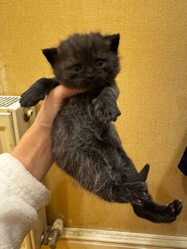 Pişiklər: Erkək, Dişi, Yaxşı əllərə, Ünvandan götürmə, Pulsuz çatdırılma — 9