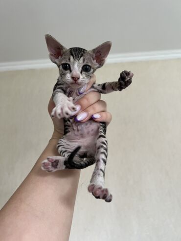 кошки сфинкс: Отдам котёнка в хорошие руки, парода сфинкс не чистые, мама сфинкс