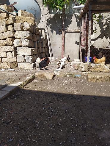 İtlər: Peyvəndli — 5