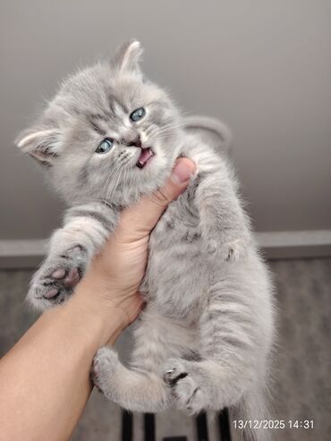 Pişiklər: Erkək, Dişi — 10