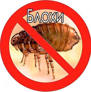 талоны: Дезинфекция, дезинсекция, | Блохи, Вирусы, микробы, Клопы, | Офисы, Дома, Квартиры — 6