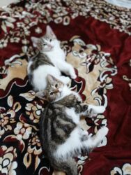 Pişiklər: Türk anqora, Dişi, Yaxşı əllərə, Ünvandan götürmə -da lalafo.az — 29 Pişiklər: Türk anqora, Dişi, Yaxşı əllərə, Ünvandan götürmə — 29