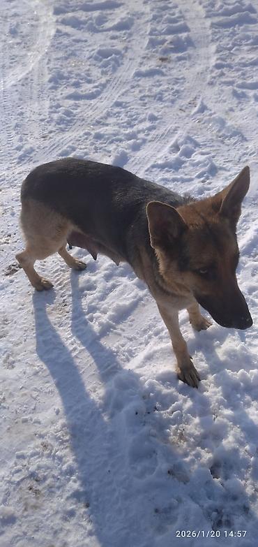 Продажа собак: Овчарка, 1 месяц, Самка at lalafo.kg — 6 Продажа собак: Овчарка, 1 месяц, Самка — 6