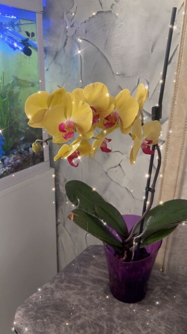 подставки для комнатных цветов: Орхидея 1800 сом