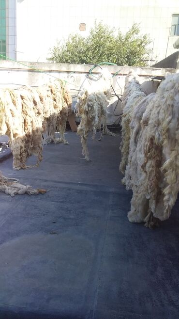 Yun: Yun satişi satışda yuyulmuş şamaxı yunu var qiymətlər keyfiyyətə — 19
