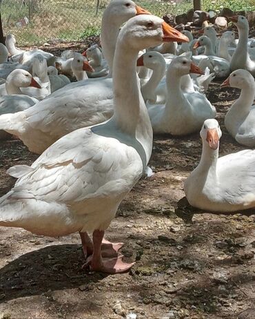 Xoruzlar: Qazlar : Linda ve Kuban. 130 eded. Tam sağlam 3 aylıq qazlar. WhatsApp