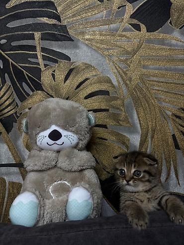 Pişiklər: Şotland — 10