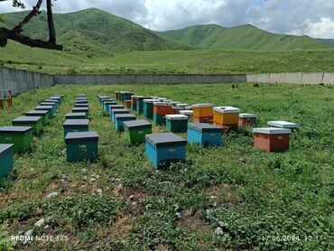 Другие услуги: Ищу инвестора для развития и расширение пчеловодство возврат денег с