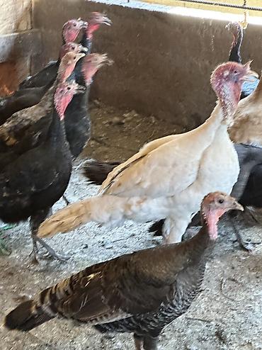 Птицы: Самки и самцы — 5