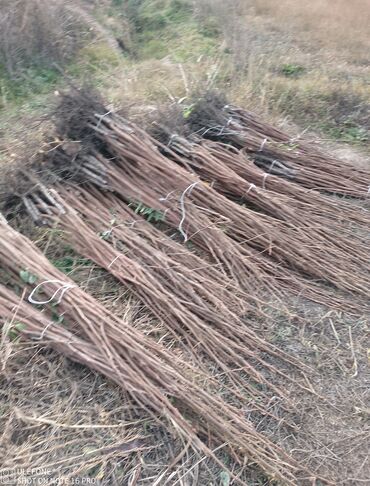 Şitillər: Tinglərimiz satışdadır sağlam tinglər bizdədir sifariş sizden pulsuz — 1