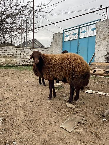Mal-qara: Erkək, il: 1, Ətlik, Damazlıq — 1