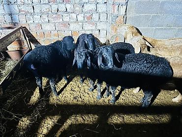 Баран, овца: Продаю | Баран (самец), Ягненок | Арашан, Гиссарская | На забой, Для разведения | Осеменитель, Племенные — 5