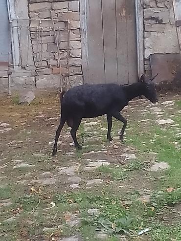 sudluk kecilər: Iki murcuyano bir heleb keçileri satılır ucude bogazdi cins tekeden — 4