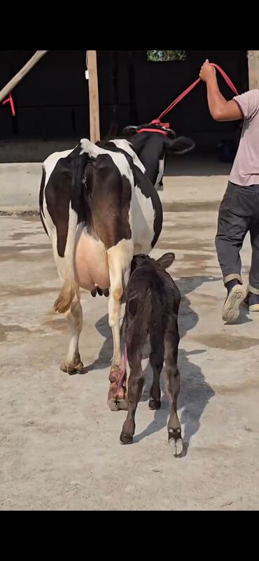 smental inekler: Südlük inək və buzağı birlikdə - Cins: qara-ağ Holşteyn tipli -