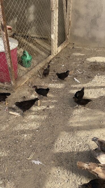 Inəklər, öküzlər: Toyuq, Australorp, Damazlıq, Ünvandan götürmə