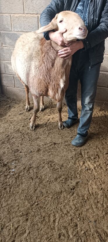 Бараны, овцы: Продаю | Баран (самец) | Для разведения | Осеменитель — 9