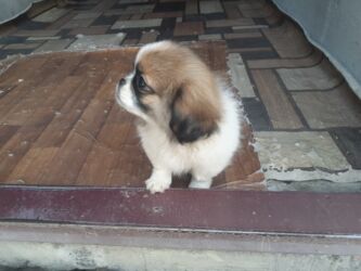 İtlər: Pekines, 1 ay, Dişi, Ödənişli çatdırılma — 4