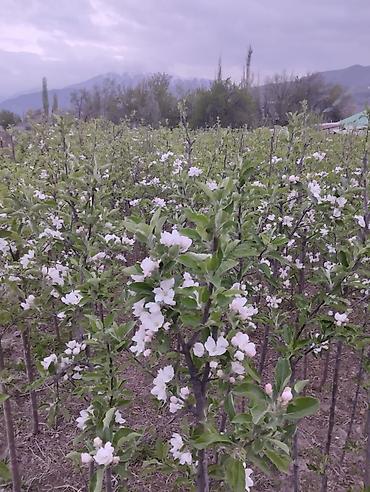Яблоня: Саженцы яблони .Сорт Голоден Делишес.Возраст 4 года.Отличное — 9