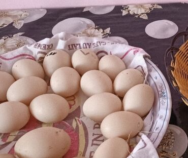 pekin ördəyi: LAVANDA lal ördək yumurtasi