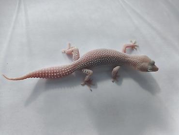 Зоотовары: Леопардовые гекконы (Eublepharis macularius) редких морф Элитный — 17
