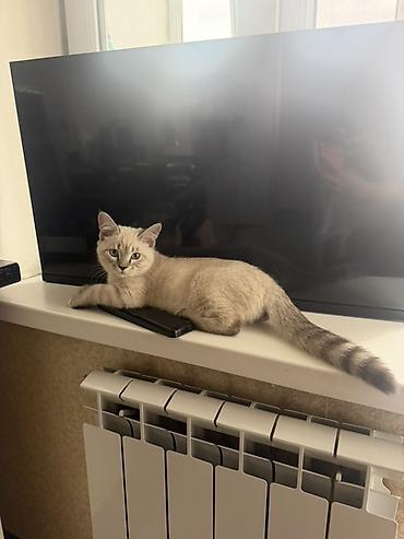 шотландская кошка черная: Котёнок 4 месяца шотландец с голубыми глазами и выразительной «маской» — 4