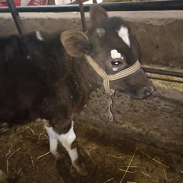 Коровы, быки: Продаю | Бык (самец) — 3