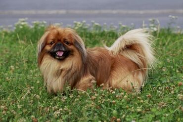 Собаки: Пекинес, 10 месяцев, Самец, С родословной