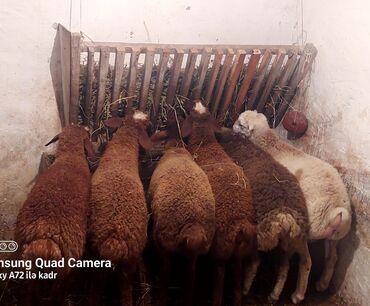 qurbanlıq qoyun satışı: Salam QURBANLIQ quzular satılır erkeydiler qiymət razılaşma yolu ilə