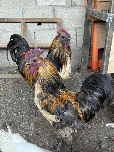 хай лайн цыплята: Петухи Лакеданзи (Чёрное мясо, зелёные яйца) можно смешивать с