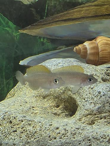 Balıqlar: Tanqanika baliklari hamsi birlikdə satlir 16 dənə Yekədirler -da lalafo.az — 12 Balıqlar: Tanqanika baliklari hamsi birlikdə satlir 16 dənə Yekədirler — 12