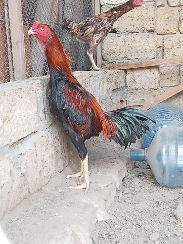 keci balasi satilir: Xoruz, Heyratı, il: <1, Ünvandan götürmə — 1