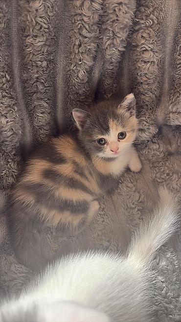 Pişiklər: Britan — 7